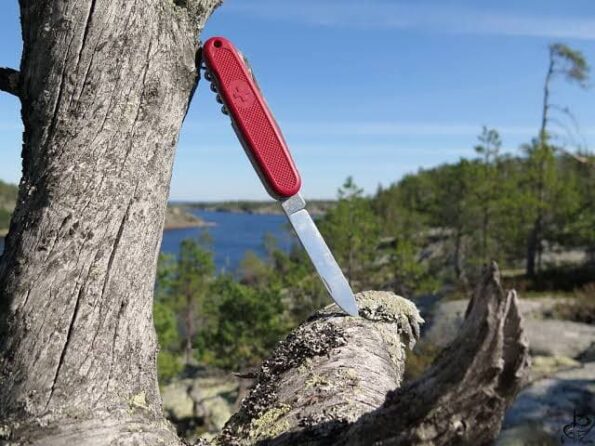 a knife stuck in a tree