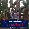 ‏‎Hossam El Huseiny